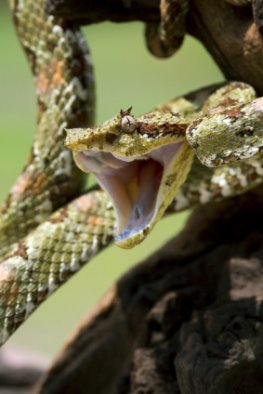 Schlangen - Angriffslustige Viper