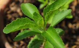 Steviapflanze - Stevia das natürliche Süßungsmittel der Zukunft