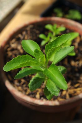 Steviapflanze - Stevia das natürliche Süßungsmittel der Zukunft