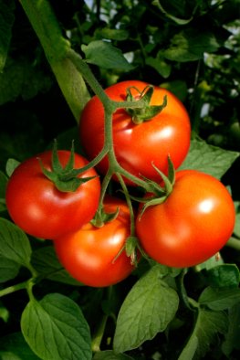 Strauchtomaten - Tomaten im eigenen Garten