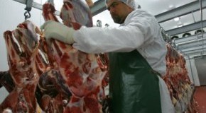 Straußenfleisch - bei der Fleischverarbeitung