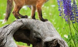 Tiere haben einen ausgeprägten Geruchssinn - junger Fuchs schnuppert an einer Blume