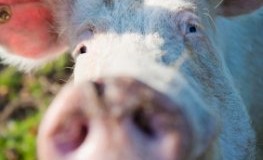 Tierschutz in Deutschland - Glückliches Schwein