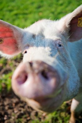 Tierschutz in Deutschland - Glückliches Schwein auf der Wiese