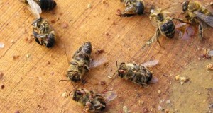 Tote Bienen - Varroa-Milben haben die Bienen ausgesaugt.