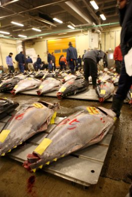 Tsukiji Fischmarkt - eine Auktion für Thunfisch