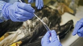 Verdacht auf Vogelgrippe - eine Probe wird vom Kadaver des Tieres genommen