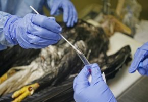 Verdacht auf Vogelgrippe - eine Probe wird vom Kadaver des Tieres genommen