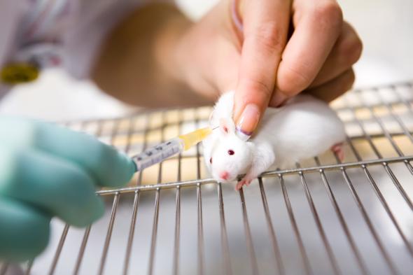 Einer Maus wird ein Nano-Mikrofilter gespritzt, der Giftstoffe aus dem Blut filtern soll.