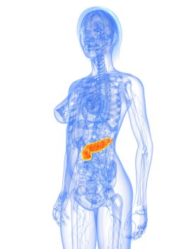 Weibliche Anatomie mit markierter Bauchspeicheldrüse