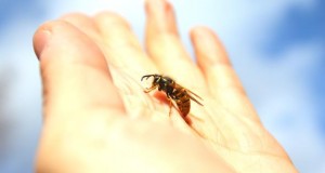Wespen können mehrfach zustechen, da ihr Stachel glatt ist.
