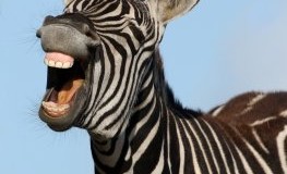 Zebras haben einen natürlichen Mückenschutz