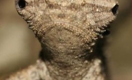 Ein Zwergchamäleon aus Madagaskar